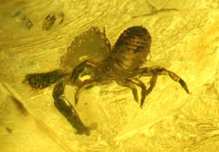 Fossil Pseudoscorpion (Arachnid) Preserved In Baltic Amber #128296